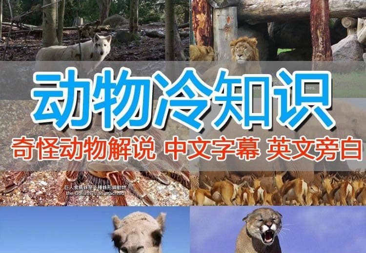 外面卖1699的国外纪录片解说（动物解说、美食、动画片）稳过中视频_北创网