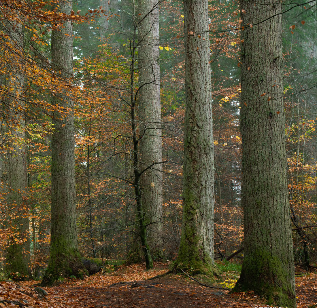 图片[6]_减淡和加深大师班-中英字幕_北创网